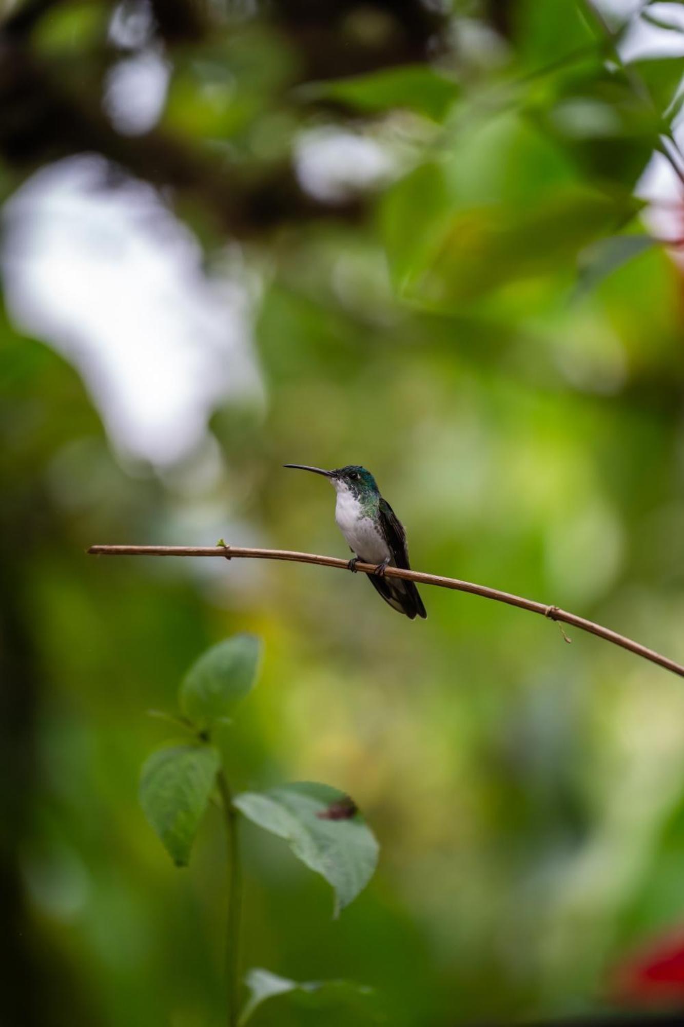 Mindo Glambird Glamping & Lodge Bagian luar foto